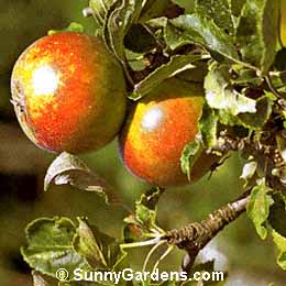 Malus, Cox's Orange Pippin Apple