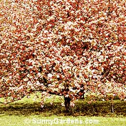 Malus, Hopa Crabapple
