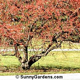 Malus, Indian Magic Crabapple