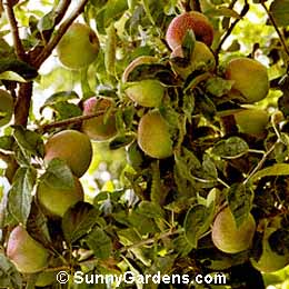 Malus, Northern Spy Apple, Red Apple