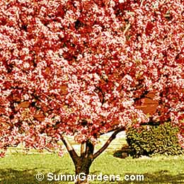 Malus, Radiant Crabapple
