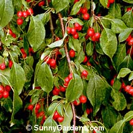 Malus, Crabapple