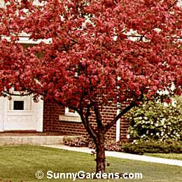 Malus, Red Splendor Crabapple