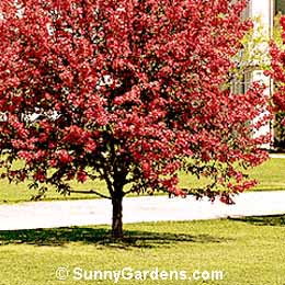 Malus, Royalty Crabapple