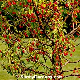 Malus, Crabapple, Sugar Tyme