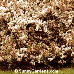 Malus floribunda, Japanese Flowering Crabapple