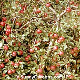 Malus pumila, Apple