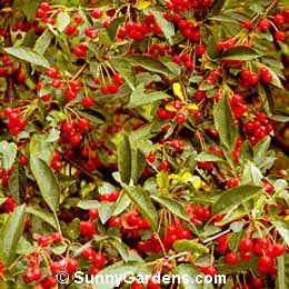 Malus sargentii, Sargent Crabapple