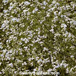 Crambe cordifolia