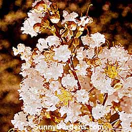 Lagerstroemia x, Crape Myrtle, White Crape Myrtle