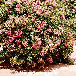 Lagerstroemia indica, Crape Myrtle