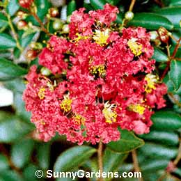 Lagerstroemia indica, Crape Myrtle