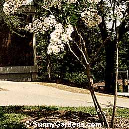 Lagerstroemia indica, Crape Myrtle, White Crape Myrtle