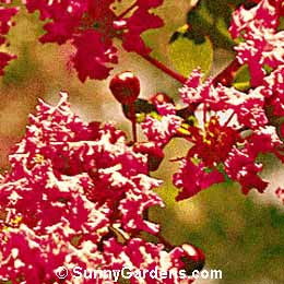 Lagerstroemia indica, Crape Myrtle, Red Crape Myrtle