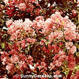 Lagerstroemia indica, Crape Myrtle
