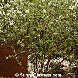 Lagerstroemia indica, Crape Myrtle