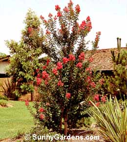 Lagerstroemia indica, Crape Myrtle