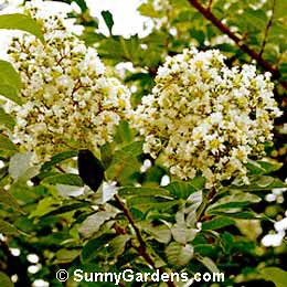 Lagerstroemia indica, Crape Myrtle