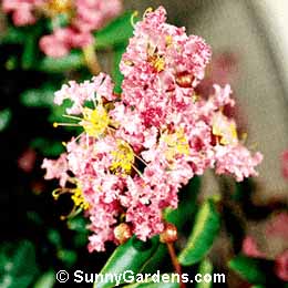 Lagerstroemia indica, Crape Myrtle