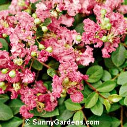 Lagerstroemia indica, Crape Myrtle