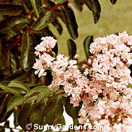 Lagerstroemia indica, Crape Myrtle