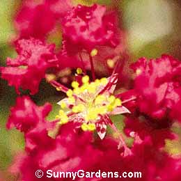 Lagerstroemia indica, Crape Myrtle, Dwarf Red Crape Myrtle