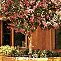 Lagerstroemia indica, Crape Myrtle