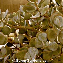 Crassula arborescens, Silver Jade Plant, Silver Dollar, Chinese Jade
