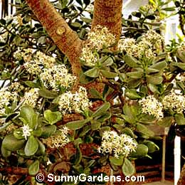 Crassula argentea, Jade Plant