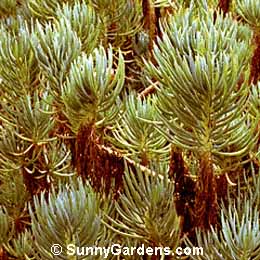 Crassula atropurpurea