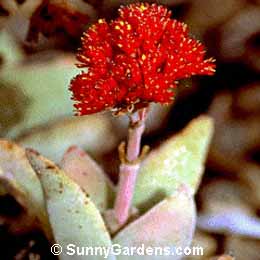 Crassula falcata, Sickle Plant, Scarlet Paint Brush, Propeller Plant