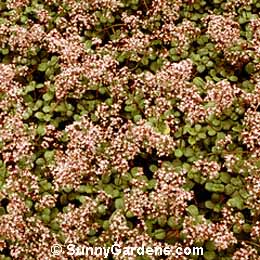 Crassula multicava