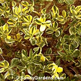 Crassula ovata, Jade Plant, Dollar Plant, Crassula argentea