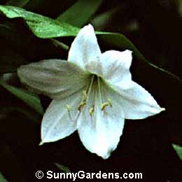 Crinum x powellii