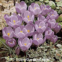Crocus