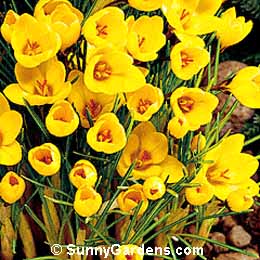 Crocus chrysanthus