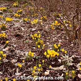 Crocus chrysanthus, Snow Crocus, Golden Crocus