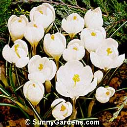 Crocus vernus