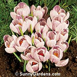 Crocus vernus