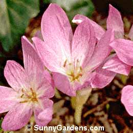Colchicum autumnale, Meadow Saffron