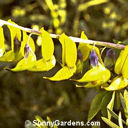 Crotalaria agatiflora, Canary-bird Bush, Rattlebox