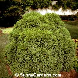 Cryptomeria japonica, Japanese Cedar, Plume Cedar