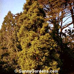 Cryptomeria japonica