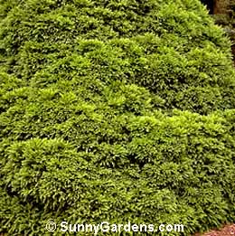 Cryptomeria japonica