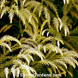 Cryptomeria japonica