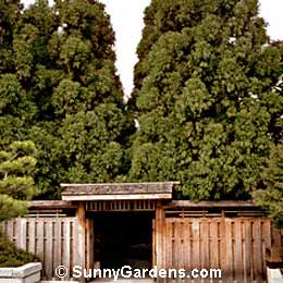 Cryptomeria japonica, Yoshino Cyrptomeria
