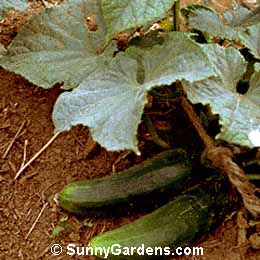 Cucumis, Cucumber