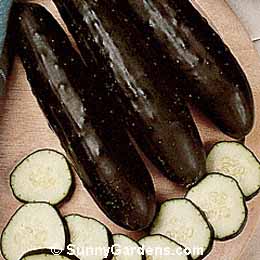 Cucumis sativus, Cucumber