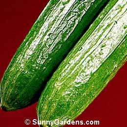 Cucumis sativus, Cucumber