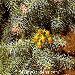 Cunninghamia lanceolata, China Fir
